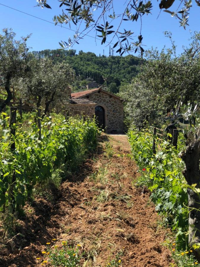 Podere Soccorso Casa Vigneto Montalcino Exterior photo